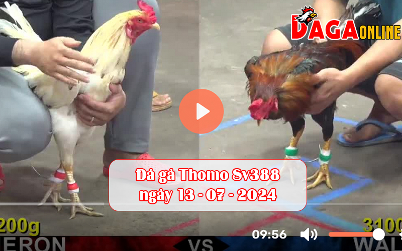 Đá gà Thomo Sv388 ngày 13-07-2024