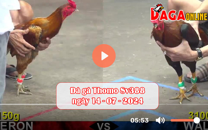 Đá gà Thomo Sv388 ngày 14-07-2024