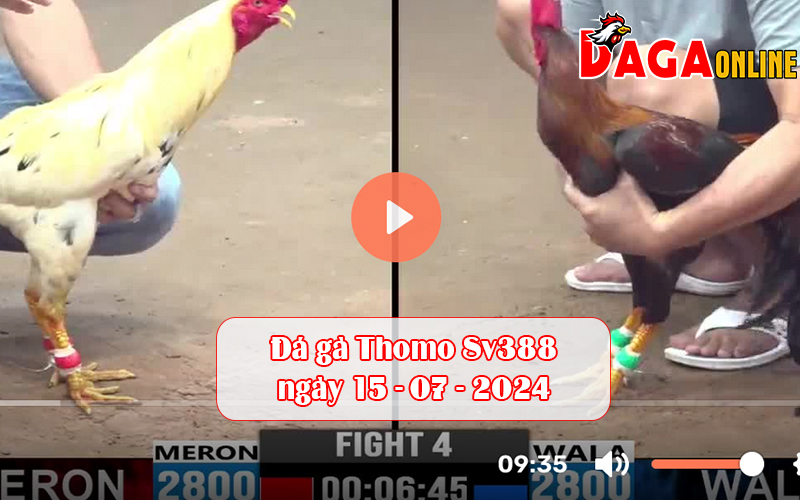 Đá gà Thomo Sv388 ngày 15-07-2024