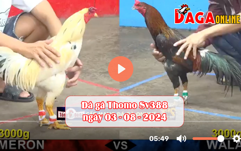 Đá gà Thomo Sv388 ngày 03-08-2024