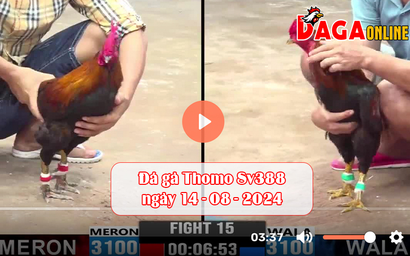 Đá gà Thomo Sv388 ngày 14-08-2024