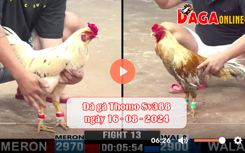 Đá gà Thomo Sv388 ngày 16-08-2024