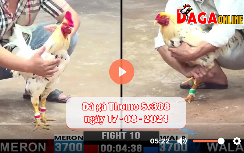 Đá gà Thomo Sv388 ngày 17-08-2024