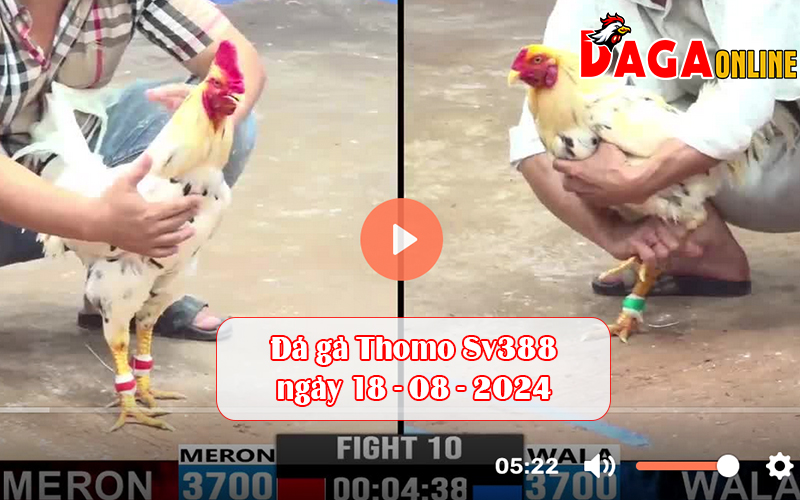 Đá gà Thomo Sv388 ngày 18-08-2024