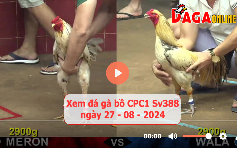 Xem đá gà bồ CPC1 Sv388 ngày 27-08-2024