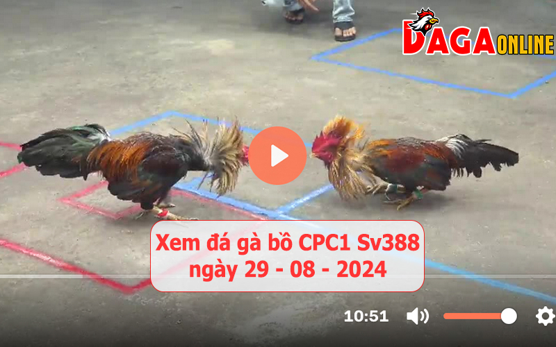 Xem đá gà bồ CPC1 Sv388 ngày 29-08-2024