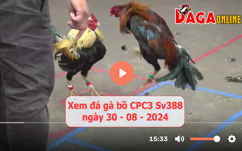 Xem đá gà bồ CPC3 Sv388 ngày 30-08-2024