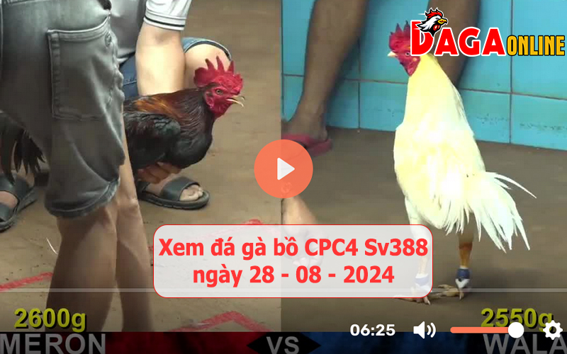 Xem đá gà bồ CPC4 Sv388 ngày 28-08-2024