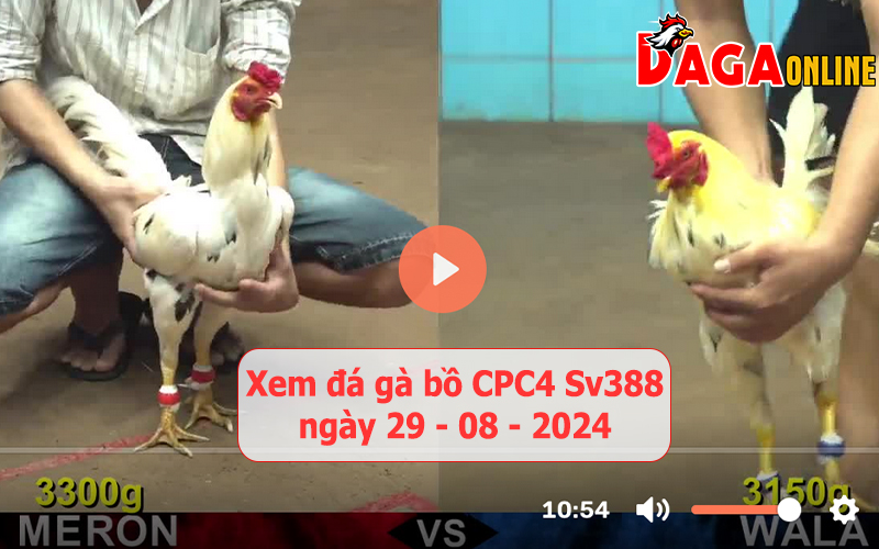 Xem đá gà bồ CPC4 Sv388 ngày 29-08-2024