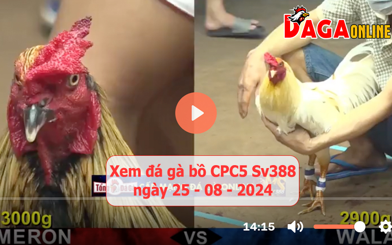 Xem đá gà bồ CPC5 Sv388 ngày 25-08-2024