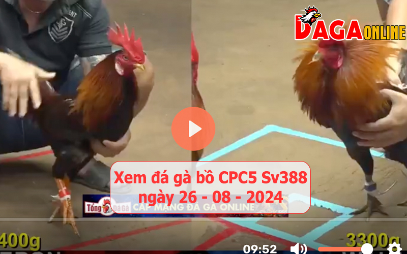 Xem đá gà bồ CPC5 Sv388 ngày 26-08-2024