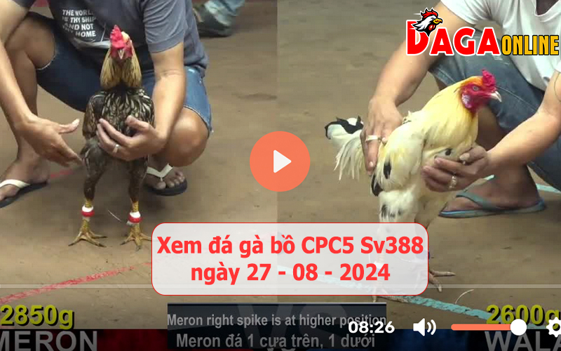 Xem đá gà bồ CPC5 Sv388 ngày 27-08-2024