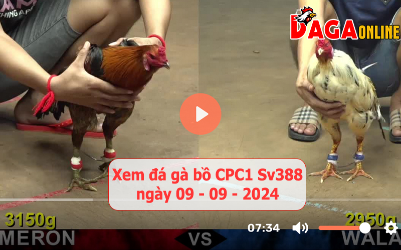 Xem đá gà bồ CPC1 Sv388 ngày 09-09-2024