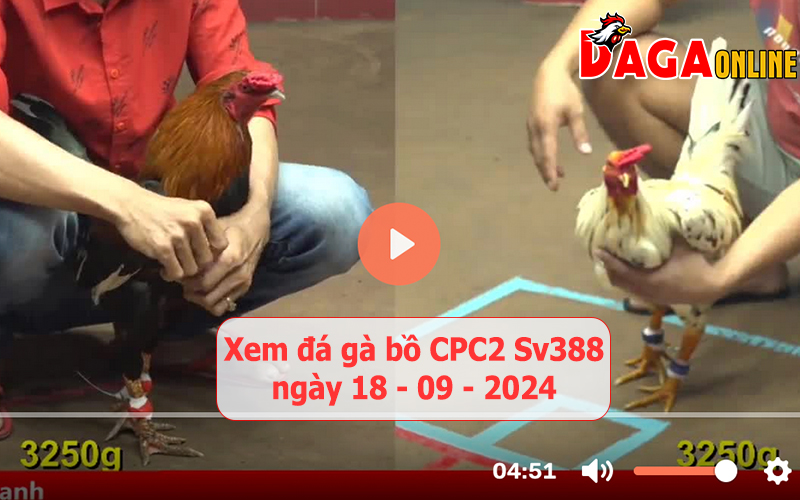 Xem đá gà bồ CPC2 Sv388 ngày 18-09-2024