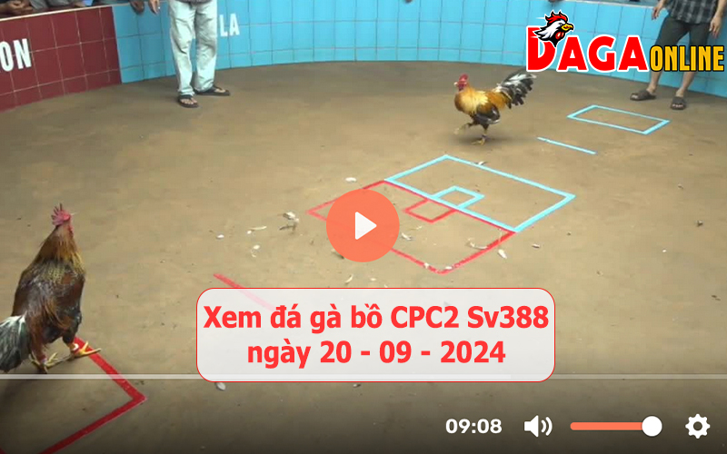 Xem đá gà bồ CPC2 Sv388 ngày 20-09-2024