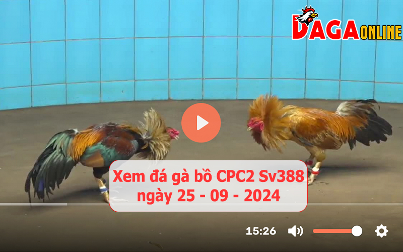 Xem đá gà bồ CPC2 Sv388 ngày 25-09-2024