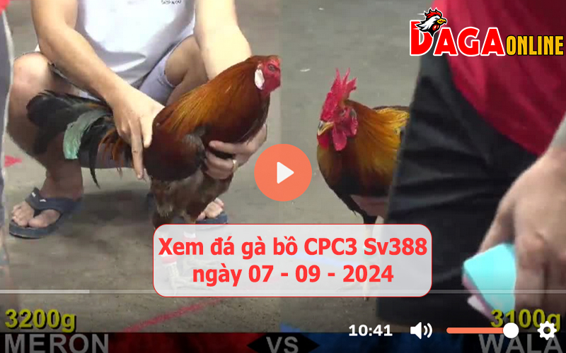 Xem đá gà bồ CPC3 Sv388 ngày 07-09-2024