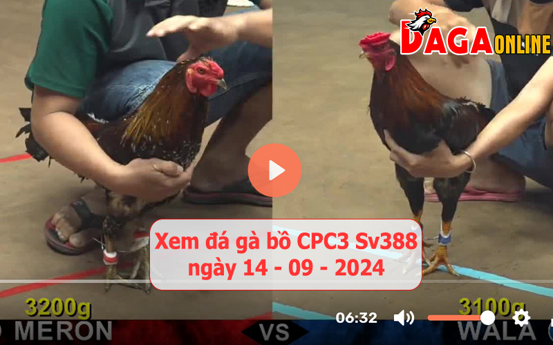 Xem đá gà bồ CPC3 Sv388 ngày 14-09-2024