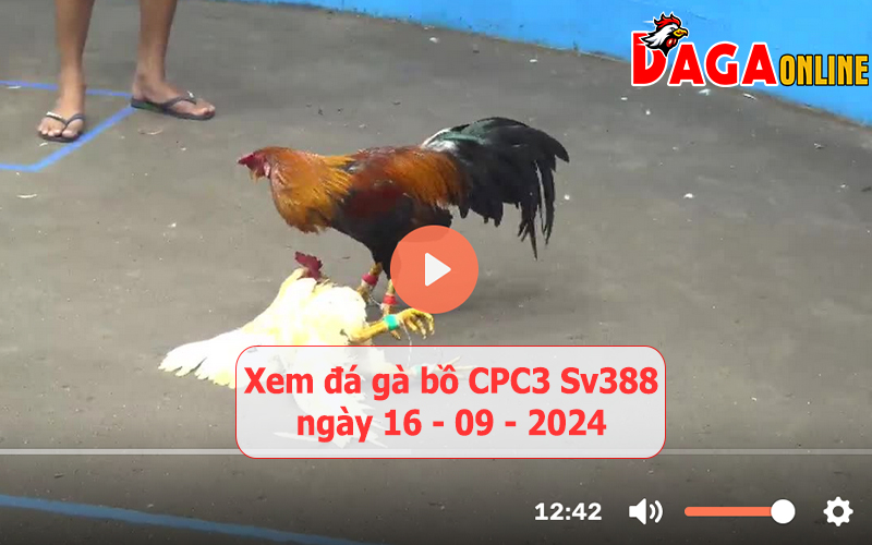 Xem đá gà bồ CPC3 Sv388 ngày 16-09-2024