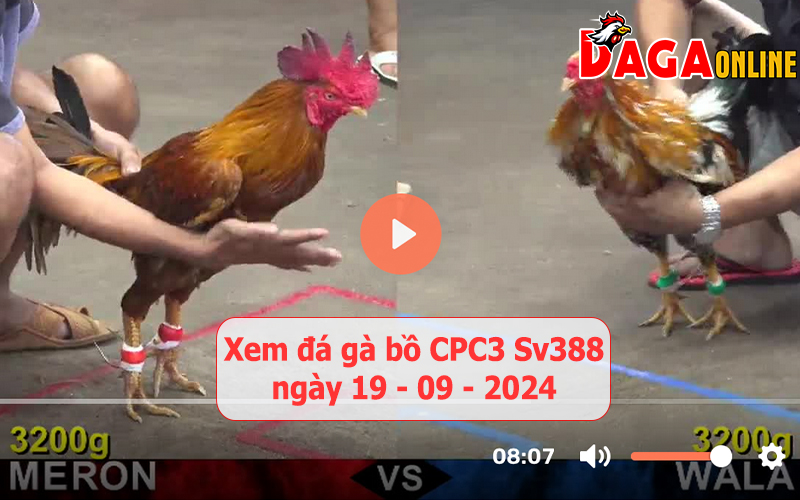 Xem đá gà bồ CPC3 Sv388 ngày 19-09-2024