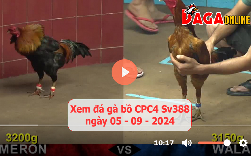 Xem đá gà bồ CPC4 Sv388 ngày 05-09-2024