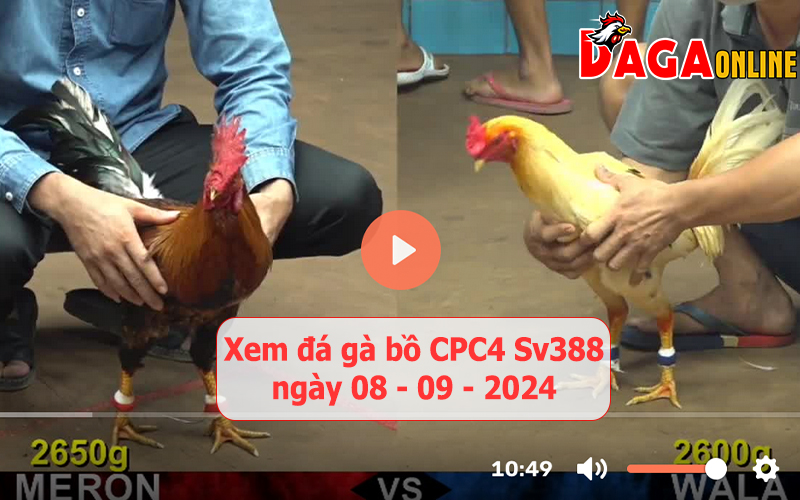 Xem đá gà bồ CPC4 Sv388 ngày 08-09-2024