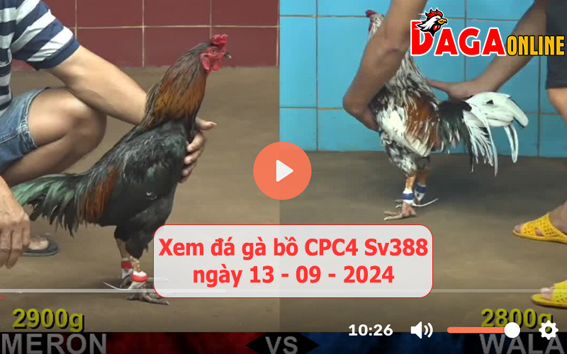 Xem đá gà bồ CPC4 Sv388 ngày 13-09-2024