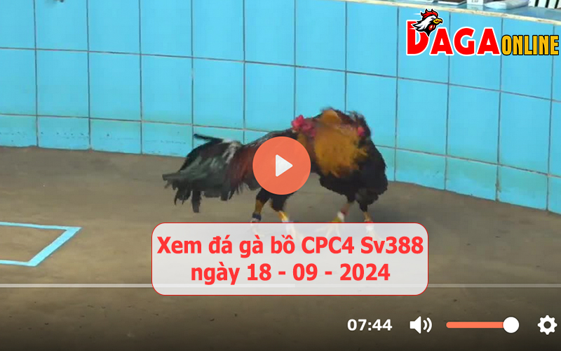 Xem đá gà bồ CPC4 Sv388 ngày 18-09-2024