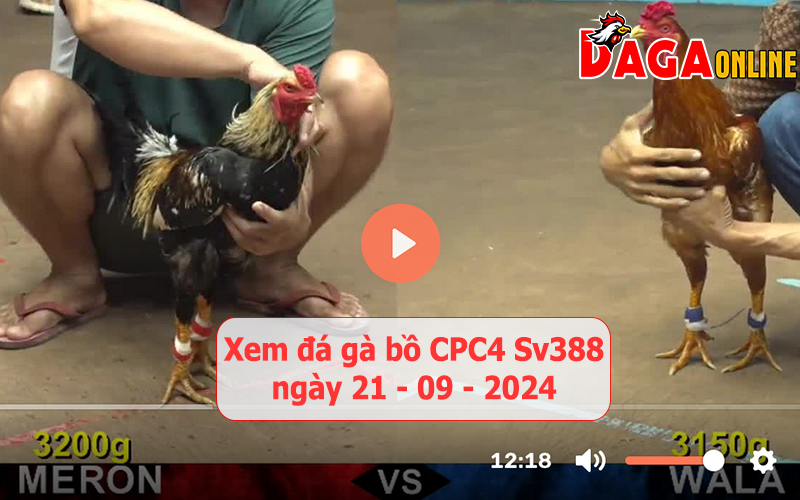 Xem đá gà bồ CPC4 Sv388 ngày 21-09-2024