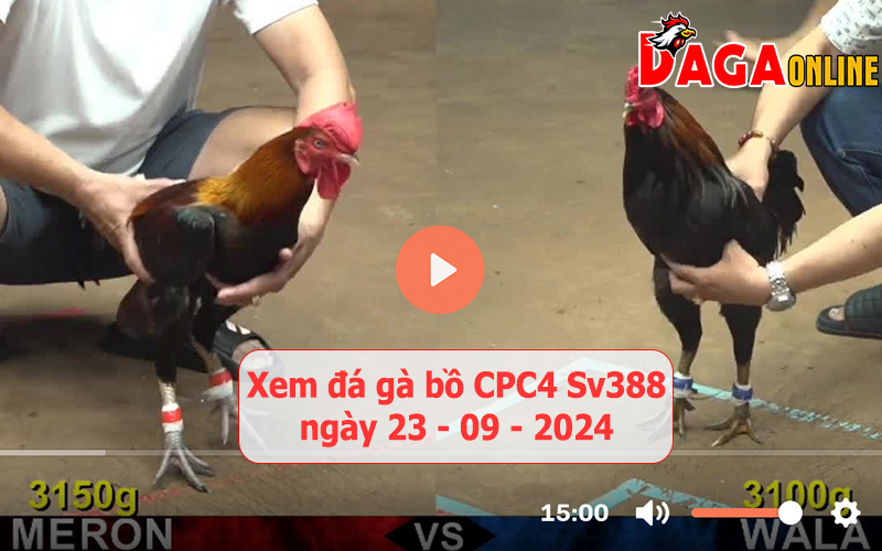 Xem đá gà bồ CPC4 Sv388 ngày 23-09-2024