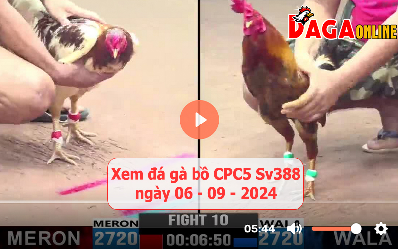 Xem đá gà bồ CPC5 Sv388 ngày 06-09-2024